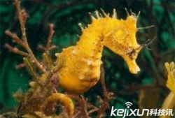 人与动物做爱视频